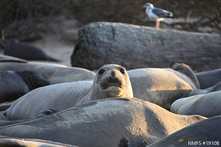Elephant seal resting