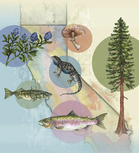 Missing the middle: the importance of regional-scale field research