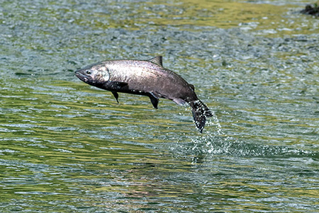 Survivor salmon that withstand drought and ocean warming provide a lifeline for California Chinook