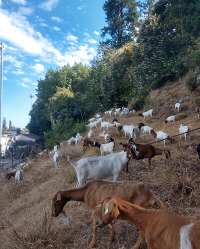 Grazing goats to help reduce wildfire risk