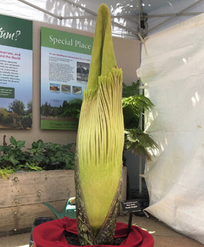 Rare corpse flower is about to bloom at the UCSC Arboretum