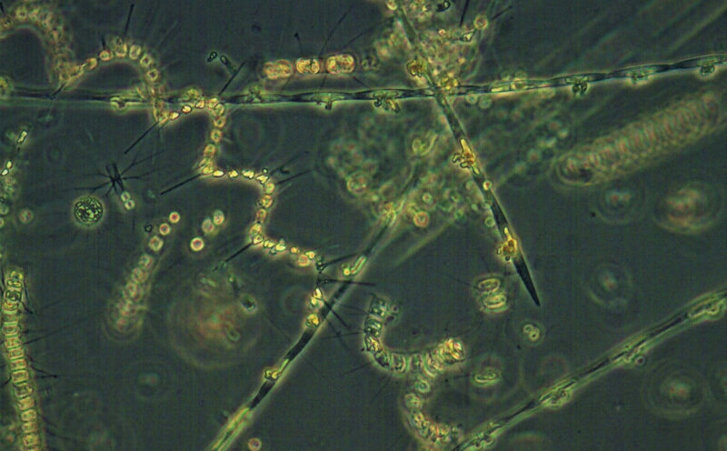 One of the planet’s most important carbon sinks is revealing its secrets