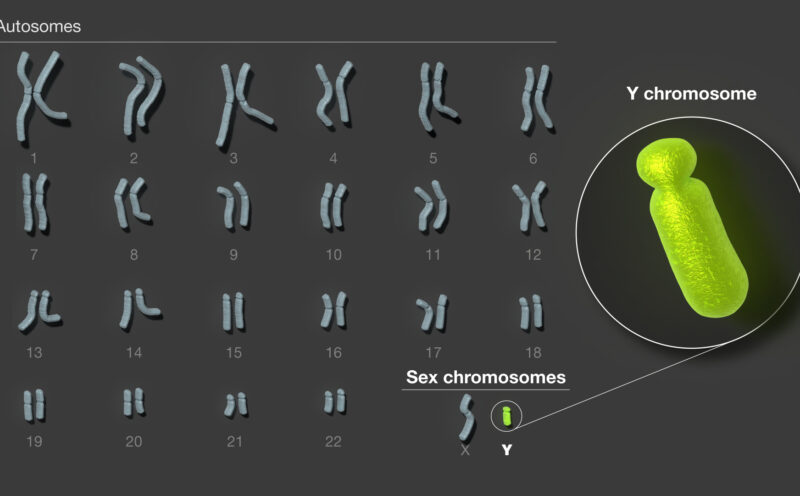 Scientists release the first complete sequence of a human Y chromosome
