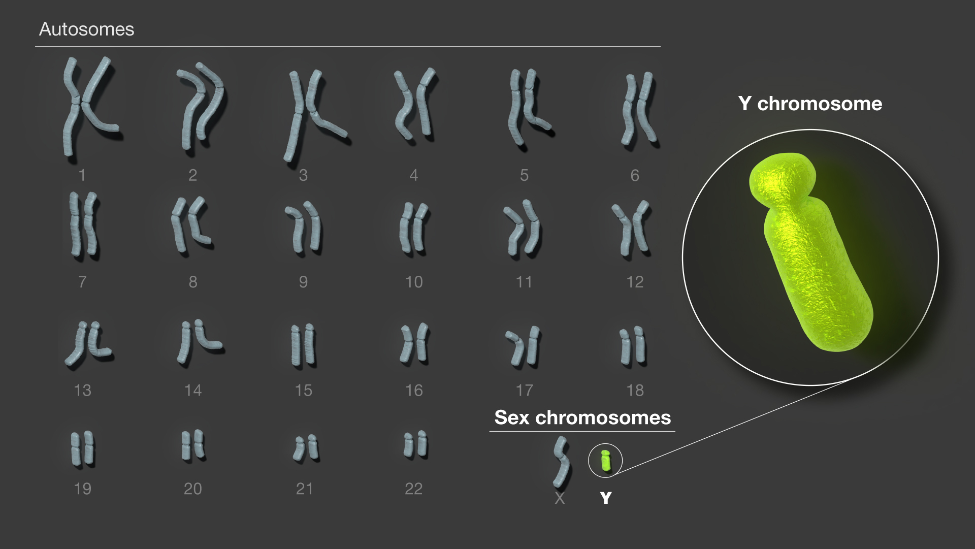 Graphic shows the 23 human chromosomes, with a detailed view of the Y chromosome