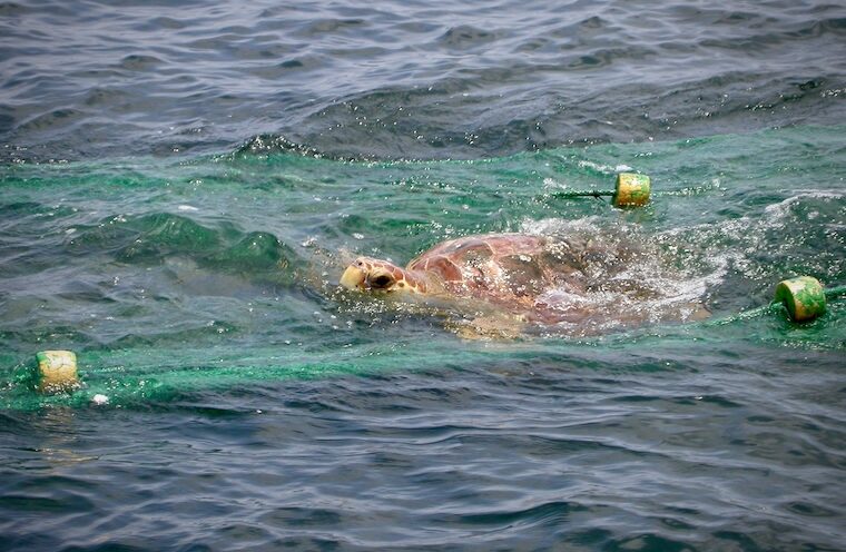 Industrial fishing poses greater risk to marine life due to untracked activity, UC Santa Cruz researchers find