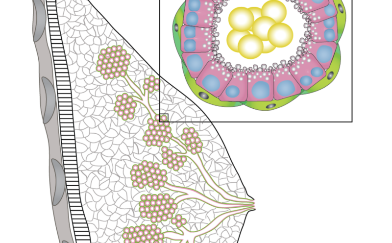 UC Santa Cruz scientists reveal new path to increasing lactation for nursing mothers