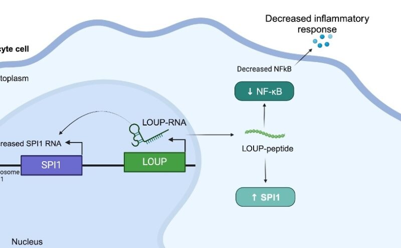 New study discovers tiny target on RNA to short-circuit inflammation