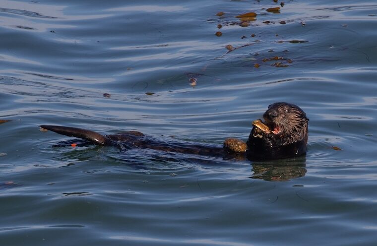 Sea otters use tools when feeding to survive a changing world