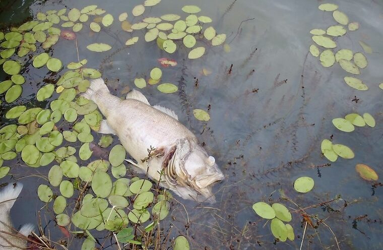 Loss of oxygen in lakes and oceans another sign of Earth systems under strain