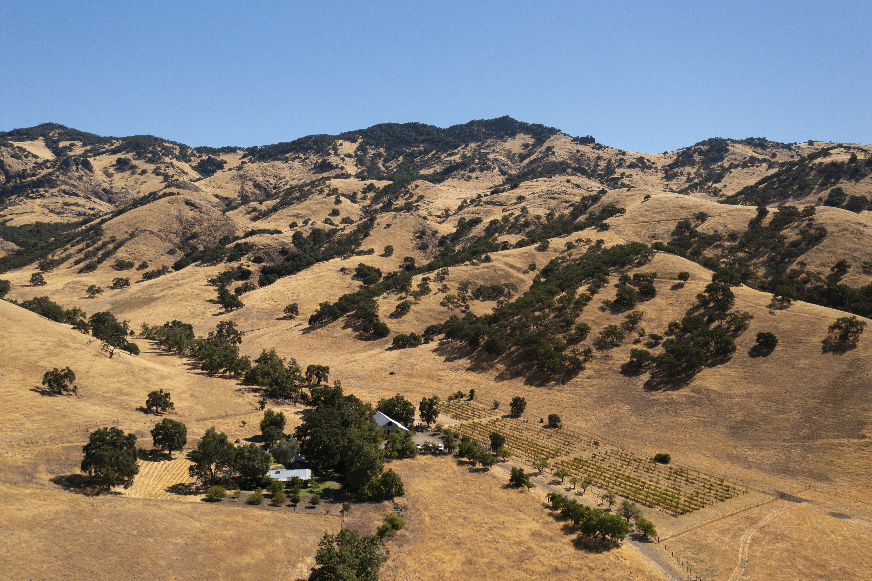 Inland foothills covered with dry grass and blue oak trees