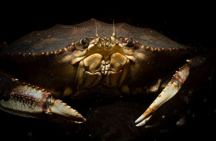 Economically, culturally important marine species vulnerable to changing climate, new study shows