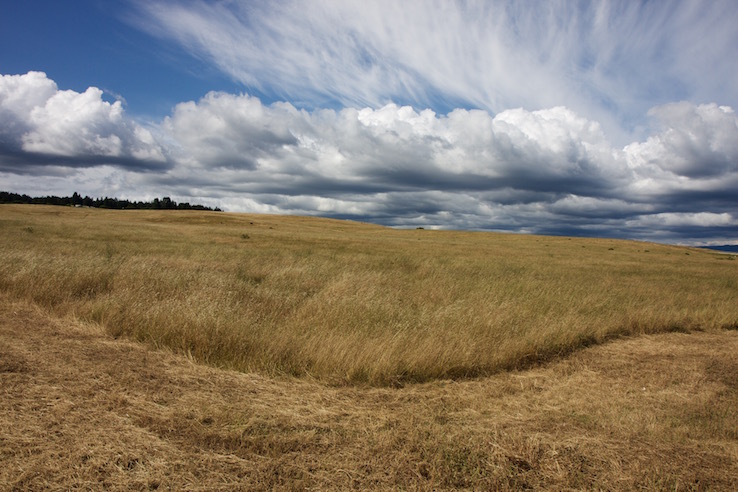 Great Meadow in Late Spring