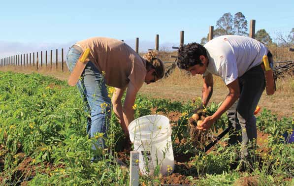 Farm apprentices harvesting in July (Photo by Abby Huetter)