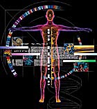 graphic of human genone