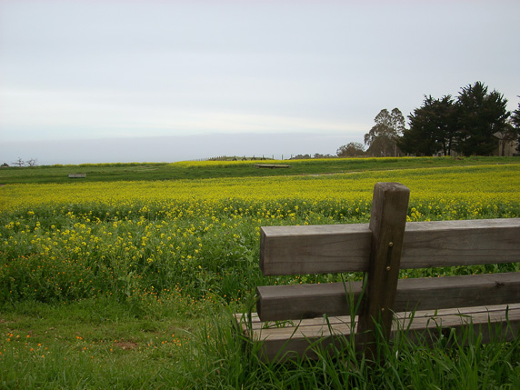 Flowers Bloom in the Darkest Day of Winter