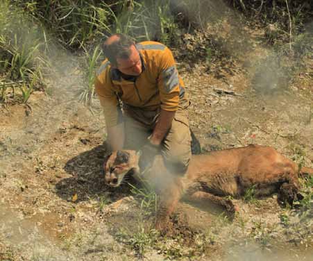 Paul Houghtaling, a wildlife biologist with the UC Santa Cruz Puma Project, holds a young mountain lion's head up after the animal was tranquilized in a downtown aqueduct. (Photo by Chris Fust)