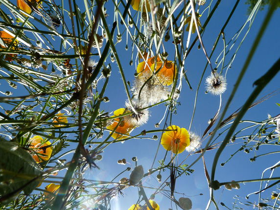 Bug's eye view of UCSC