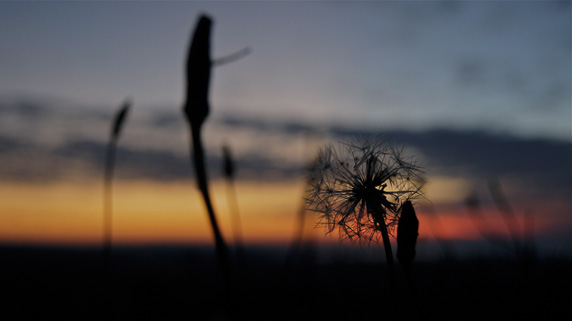 Silhouettes of Daybreak