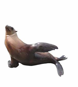 Ronan (Courtesy pinnipedlabs.ucsc.edu, NMFS permit 14535)