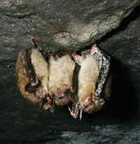 Little brown bats