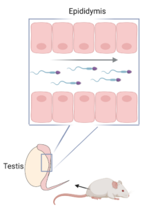 Scientific diagram of sperm cells swimming through mouse testis