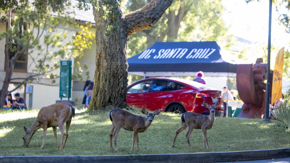 Three deer on campus