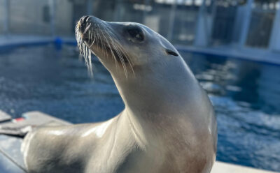 Ronan the sea lion looking up beside pool