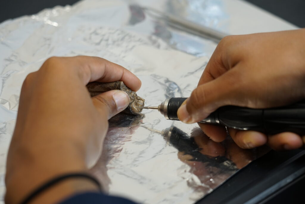 Venerable uses a small saw on a horse tooth