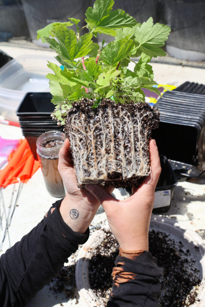 Holding a plant to show the roots growing beneath the soil