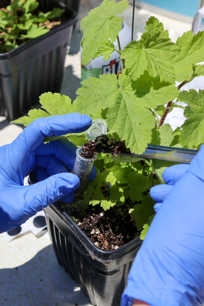 Putting soil from a potted plant into a test tube, while wearing gloves. 