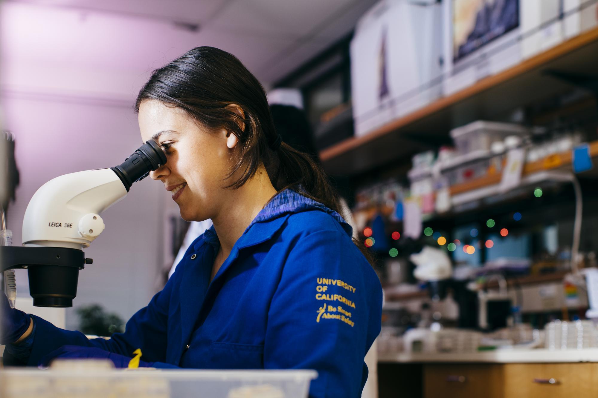 A scientist in a University of California lab jacket looks into a microscope