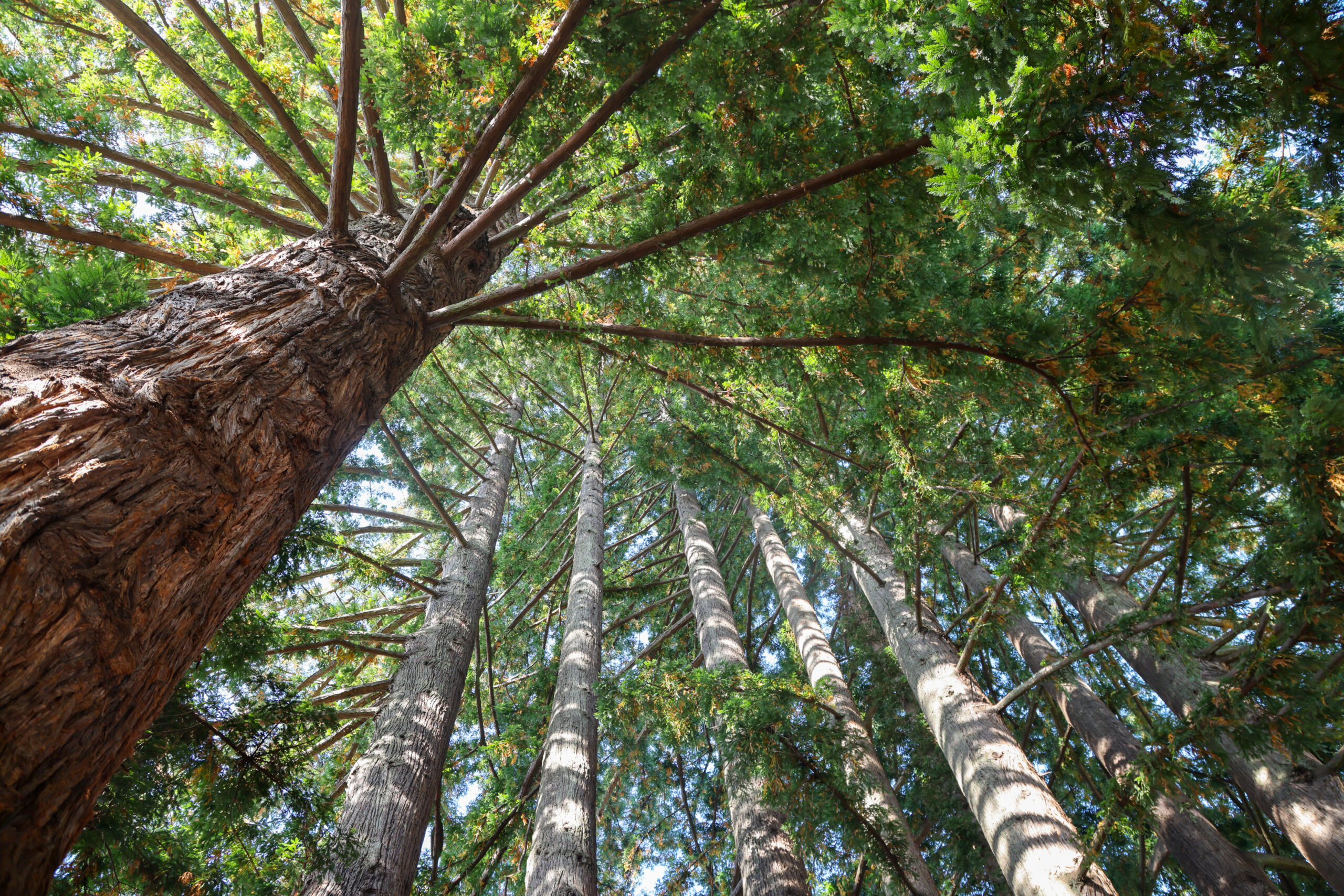Campus redwoods on a sunny day
