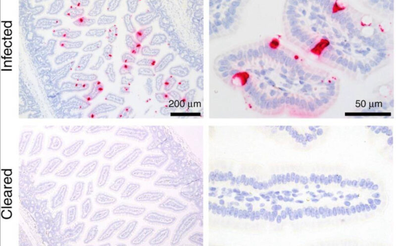 Basic virology research important for childhood health to continue with new NIH funding