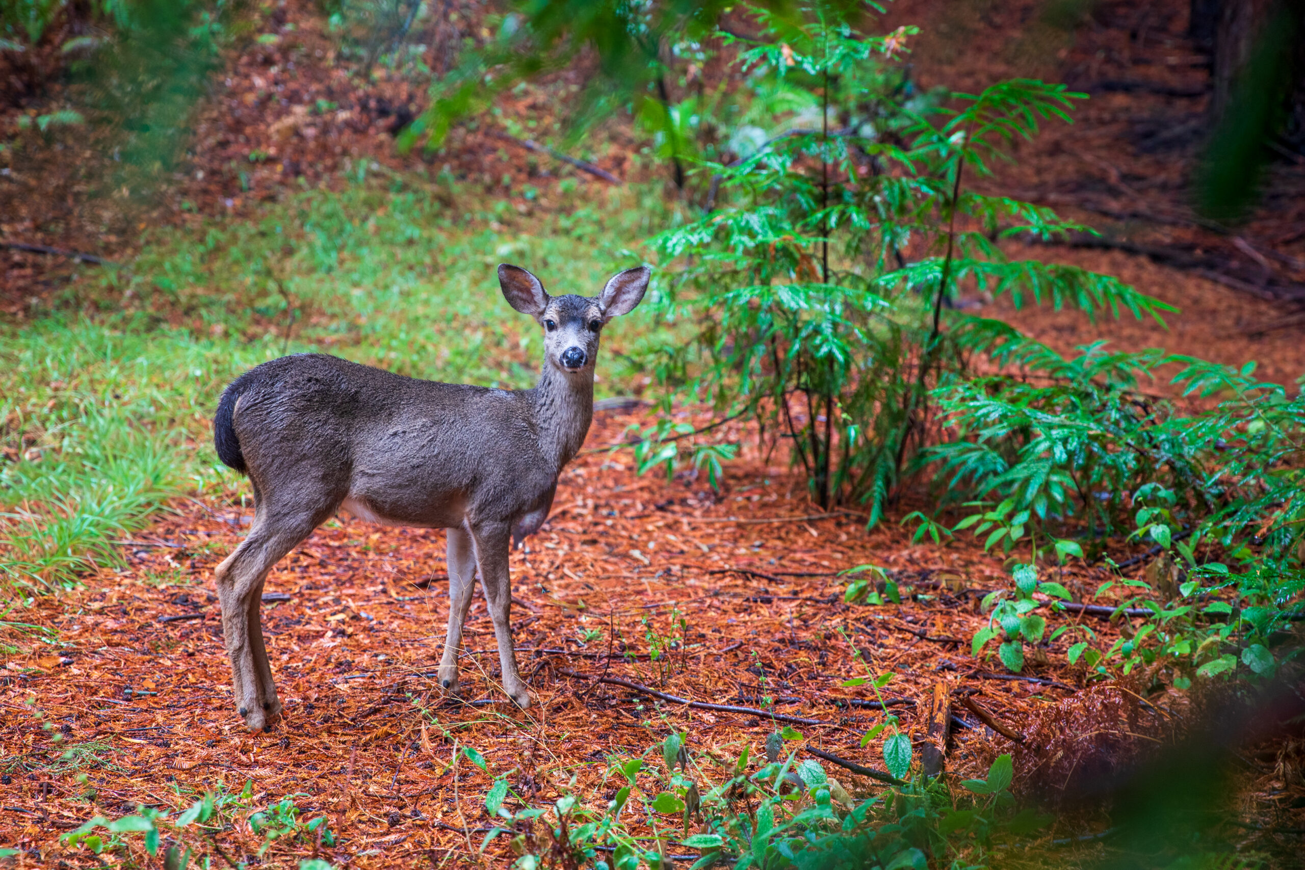 Adorable young deer in the forest