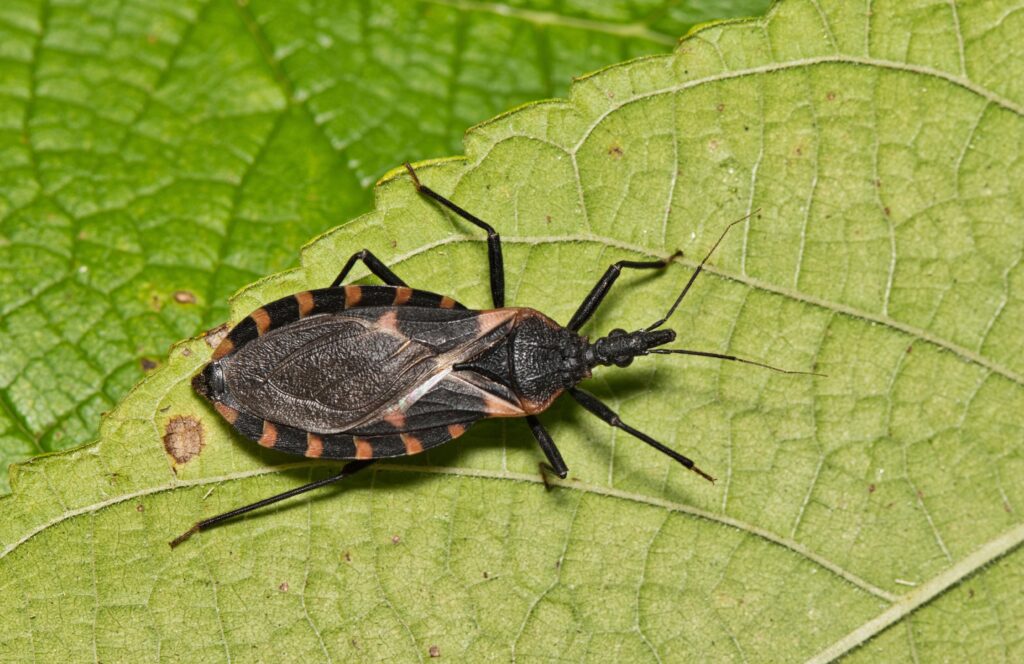 Eastern Bloodsucking Conenose Kissing Bug (Triatoma sanguisuga) on a leaf. 