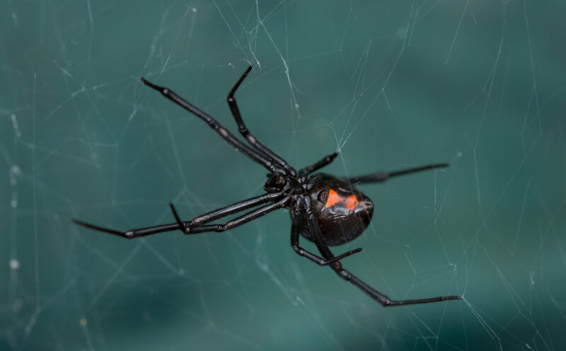 Lessons from a historic quest to heal spider bites are helping to fight neglected tropical diseases today