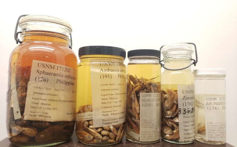 High-proof alcohol preserved century-old fish DNA to enable ‘genomic time travel’