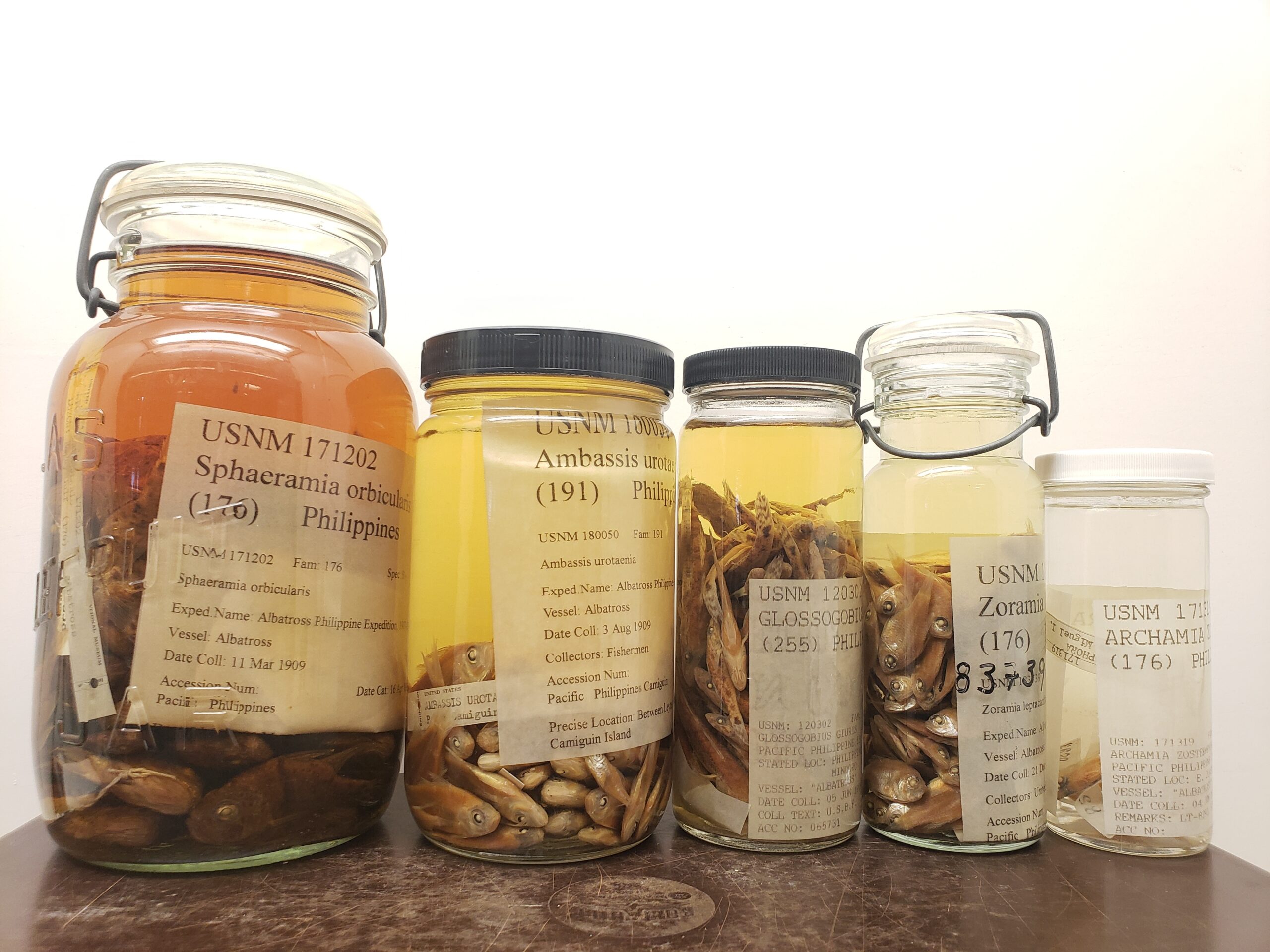 Glass specimen jars full of fish from the Philippines preserved in solution