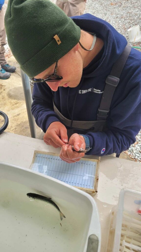 Research is working on hatchery-reared salmon.