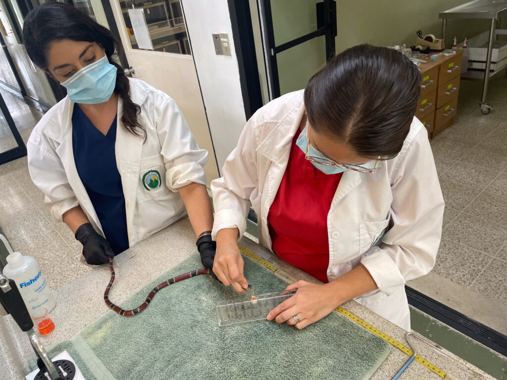 Two women in white lab coats hold a snake and fill up a test tube with venom from the snake's mouth