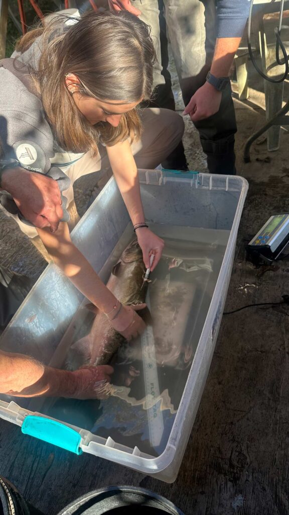 UCSC researchers are working on the salmon in a plastic container.
