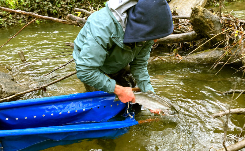A Lifeline for Salmon: UCSC and NOAA Join Forces to Secure a Future for California’s Most Iconic Fish