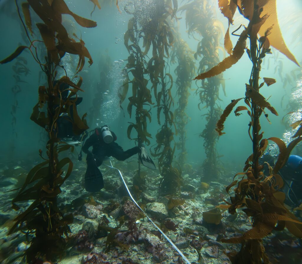Scuba diver swimming through kelp forest
