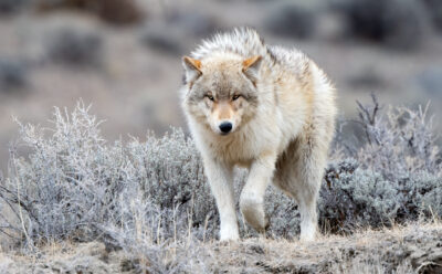 Grey Wolf looking at camera in Yellowstone National Park near Mammoth Hot Springs, Montana, USA