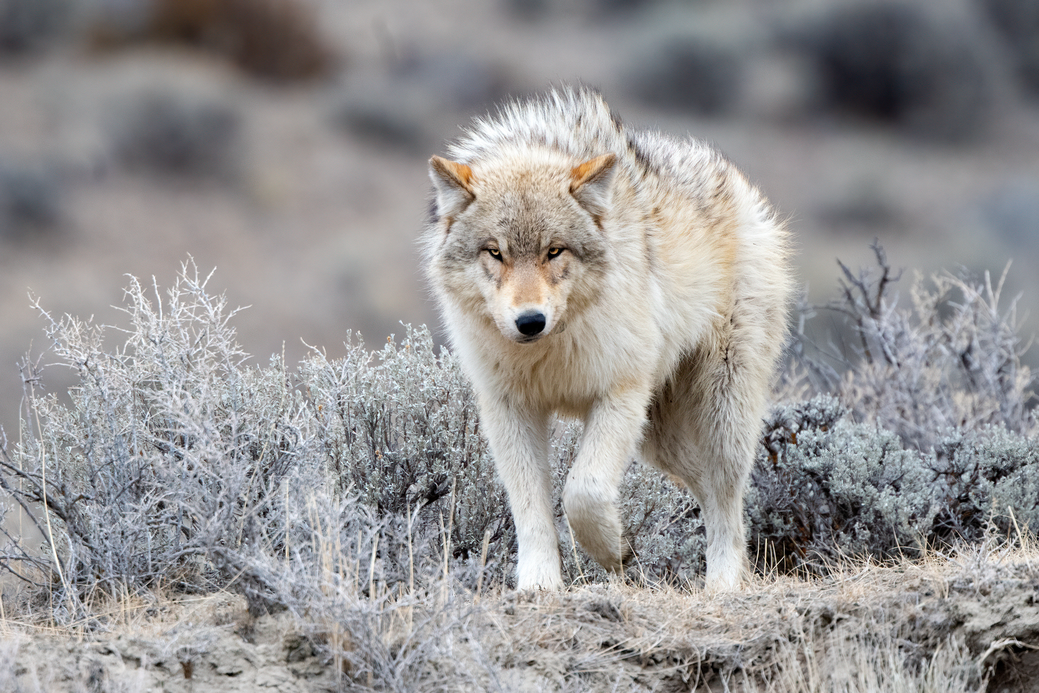 Grey Wolf looking at camera in Yellowstone National Park near Mammoth Hot Springs, Montana, USA