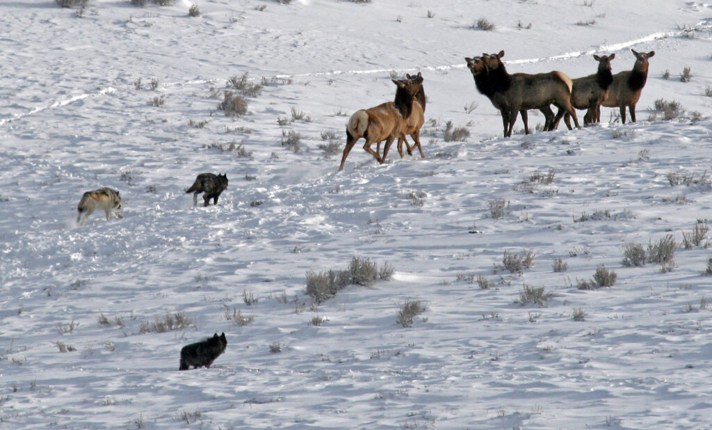 Wolves run across the snow toward a small group of elk