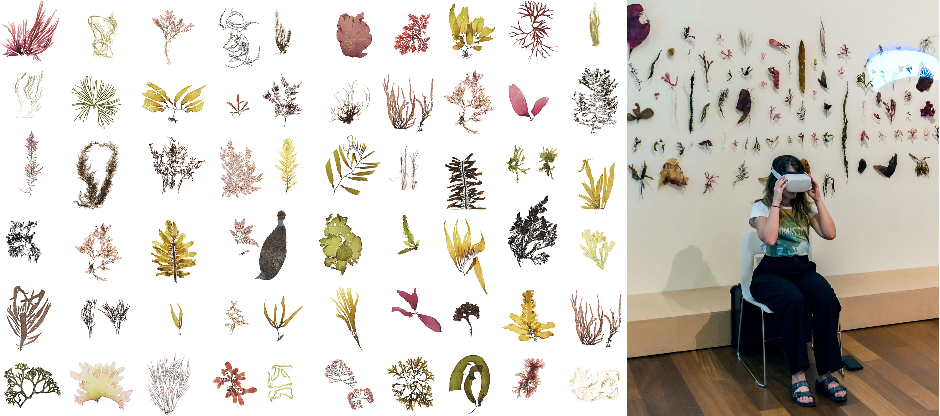 A wall display of pressed seaweed specimens arranged in rows, with a person seated nearby wearing a virtual reality headset in a gallery space.