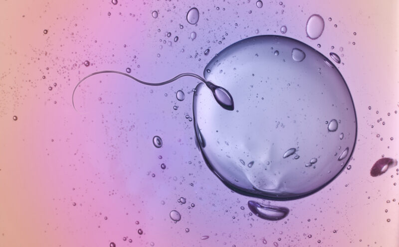 Tiny RNA molecules in sperm, big impact on baby health