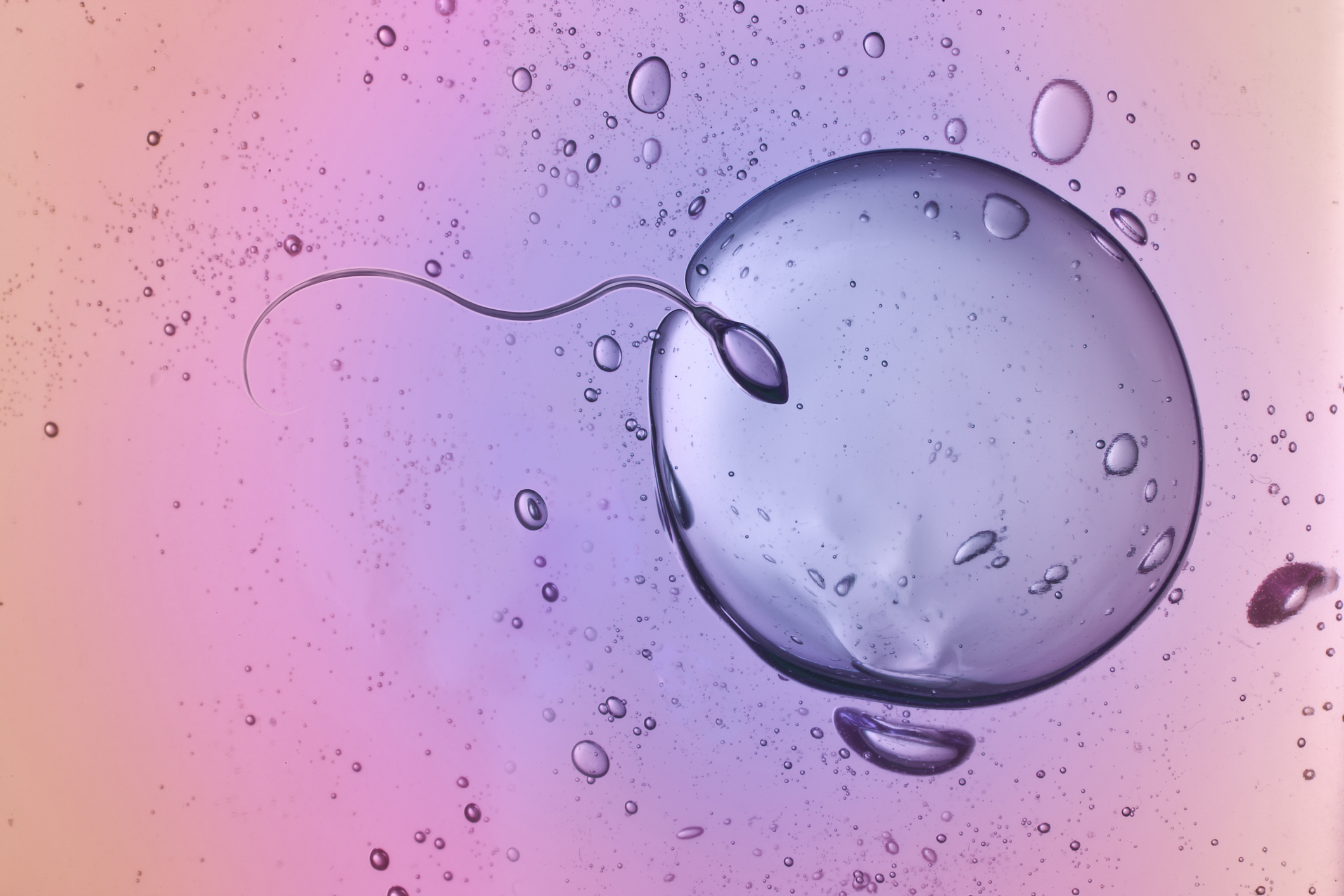 Sperm cell entering an egg cell