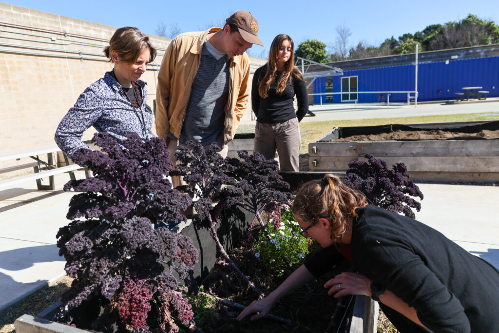 Four people observe a planter bed with purple kale.